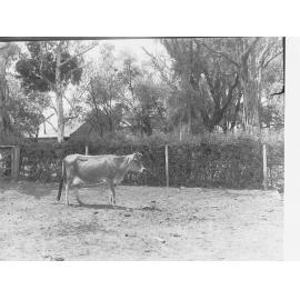 Dairy cow at Morphettville 