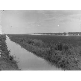 Lucerne Paddocks at Cobdogla Showing Flood Waters in the Distance