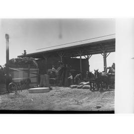 Cutting and bagging hay at Roseworthy College
