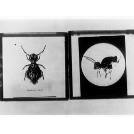 Pictures of Lucerne flea taken by Agricultural Dept - two single photographs on one negative