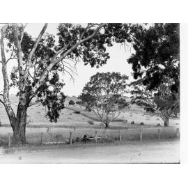 Wheat Fields Near Mount Barker Springs