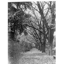 Trees in Botanic Gardens