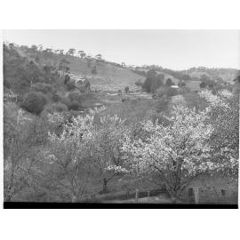 Between Cudlee Creek and Tweedvale (Lobethal) Orchard in Bloom