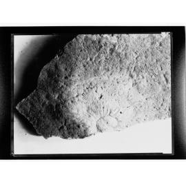 Fossil from Ediacara