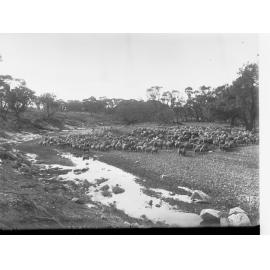 Flock of Sheep in Creek Bed