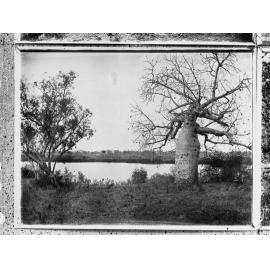 Boab tree marked by Gregory's party  (Gregory Baobab) in 1856 - Northern Territory, Roper River