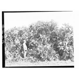 Man standing next to Prickly Pear bush