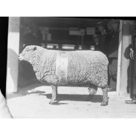 Champion South Down Ewe. Sheep Champion over 11 years at Adelaide Show