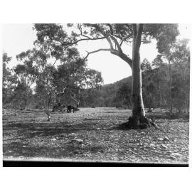 Flinders Ranges Windy Creek near Leigh Creek