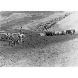 Laying of clay core in a dam wall - bullocks are compacting the clay, called "puddling" (probably Happy Valley)