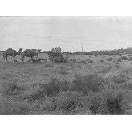 Surveyors' camels resting, survey for East West Railway