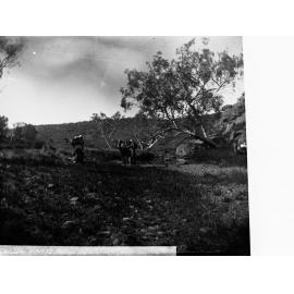 Camels Resting by a Creek Elder Scientific Expedition