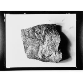 Fossil from Ediacara