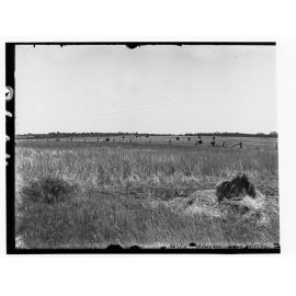 Ostrich Farm at Noarlunga