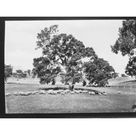 Port Pirie - sheep in paddock
