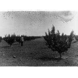Renmark Apricot Plantation