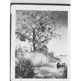 River Murray near Renmark