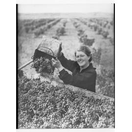 Grape picker unloading grapes into cart