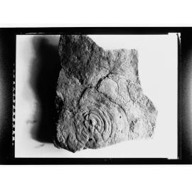 Fossil from Ediacara