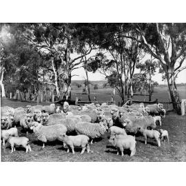 Sheep and lambs, Mount Torrens