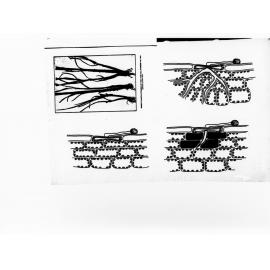 Diagrams of wheat plants attacked by take-all fungus