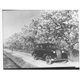 Almond Blosom Trees - Automobile Parked in Foreground