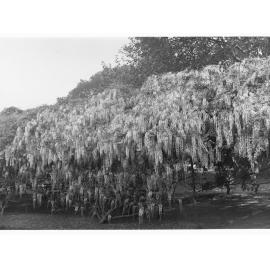 Botanic Gardens showing Wisteria