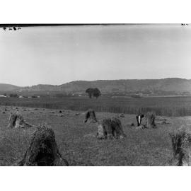 Haymaking at Mitcham showing a man working
