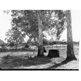 Sheep Station Near Kuitpo