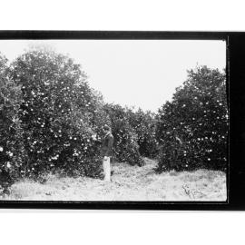 Mypolonga orange trees