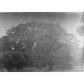 Tree in Botanical Gardens