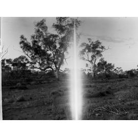 Desert Gums Showing Mr Lindsay Marking One Elder Expedition