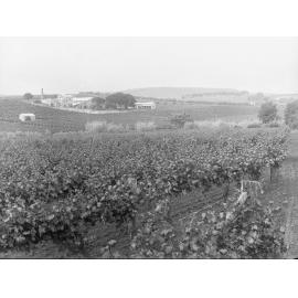 Vineyards at Springvale, South Australia