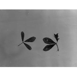 Botanical specimens,  unidentified leaves