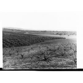 Olive Plantation and Vineyard, Stonyfell