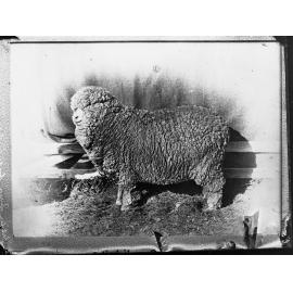 Champion Ewe on exhibit at Royal Adelaide Show 