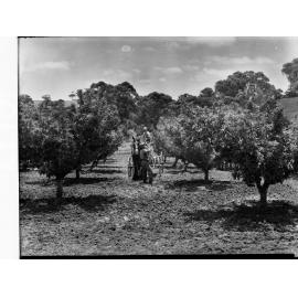 Spraying fruit trees at Minda Home's Craigburn Farm, 1945
