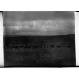 Cattle in Field at Hill River