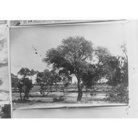 Northern Territory - bush scene