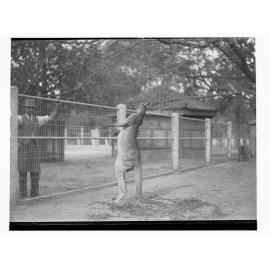 Red kangaroo and keeper at Adelaide Zoo