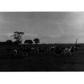 Dairy Cows in Paddock