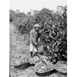 Boy Picking Grapes at Auldana