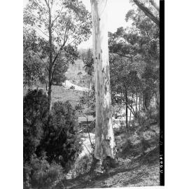 Automobile on road near bridge over Stony Creek, Forest Range