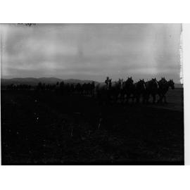 Horses Pulling Ploughs at Hallett Cove