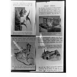Four pages from text book on extinct animals