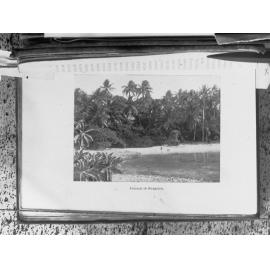 Foliage in Funafuti, Tuvalu