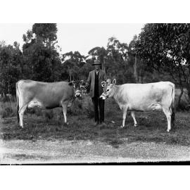 Jersey Cows Balhannah