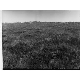 Mount Barker Cleggetts