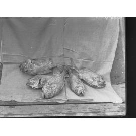 Picture of fish at Port Adelaide Exports