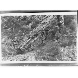 Alligator Creek (Alligator Gorge), Flinders Ranges